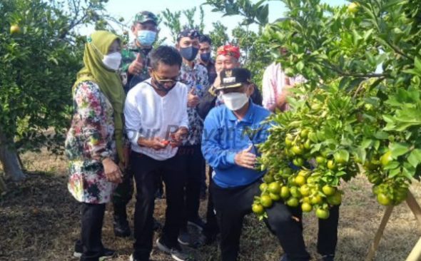 Panen Raya Tiba, Bung Karna; Optimis Jeruk Situbondo Mampu Bersaing