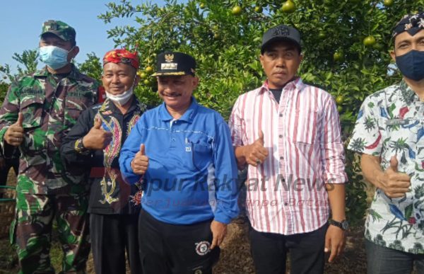 Panen Raya Tiba, Bung Karna; Optimis Jeruk Situbondo Mampu Bersaing