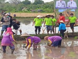 Lounching Penanaman Bibit Padi Dengan Varietas Unggul