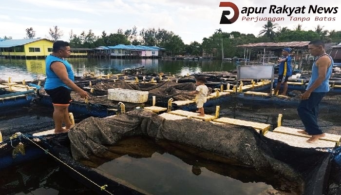 Kerapu