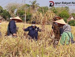 Bupati Situbondo, Lakukan Panen Raya Padi Varietas Unggul BK 900.