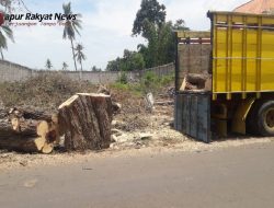 Heboh Pemotongan Pohon Asam di Desa Perante, DLH Situbondo Angkat Bicara