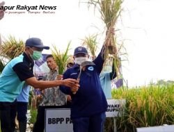 Bung Karna Lakukan Panen Perdana Padi BK Situbondo di BPP Kapongan.