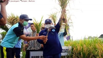 Bung Karna Lakukan Panen Perdana Padi BK Situbondo di BPP Kapongan.
