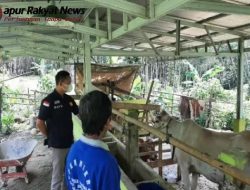 Cegah Penyakit PMK, Pak Bhabin di Balangan Sambangi Peternakan