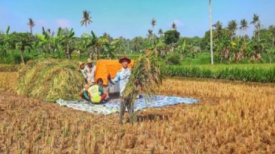 Di Bulan Maret 2023, Panen Padi di Sumenep Dipastikan Berjalan Normal