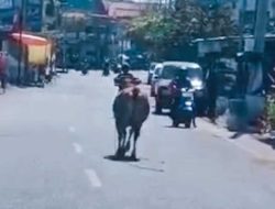 Video Viral Seekor Sapi Lari Diduga Sapi Kurban