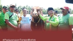 Kontes Sapi Perdana, Bupati Situbondo Katakan Akan Jadikan Event Tahunan