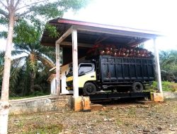 Walau Belum Ada Kesimpulan dari Tuntutan Pekerja, Aktifitas Kerja di PT CCI Terlihat Kembali Normal