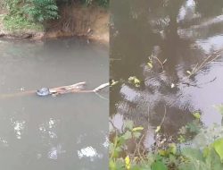Banyak Ikan Mati di Sungai Lasi, Diduga Limbah Pabrik Sawit