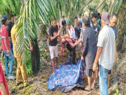 Heboh Penemuan Mayat Wanita Paruh Baya di Kebun Sawit Silaut Pessel.