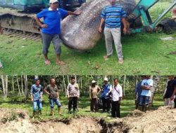 Ikan Hiu Paus Ukuran 5 meter Mati Terdampar di Pantai Batang Kapas