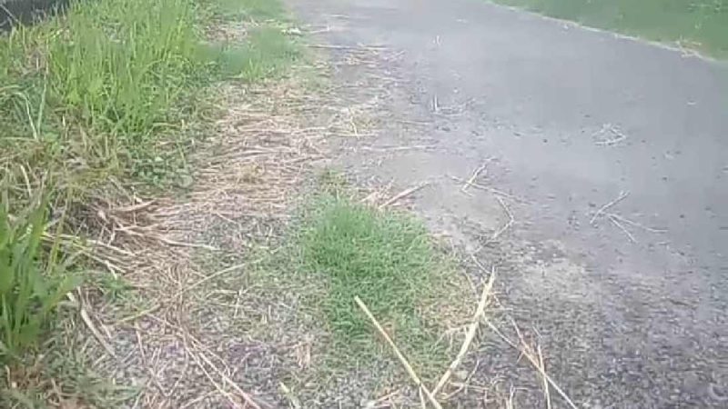 Pekerjaan Lapen di Desa Tenggir tanpa Papan Informasi dan Tumbuh Rumput Liar