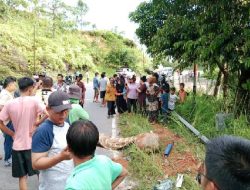 Diduga Dongkrak Pengganjal Lepas, Supir CPO Tewas Terlindas Truk Saat Perbaiki Ban Bocor