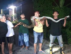 Ular Seukuran Paha Orang Dewasa Berhasil Dievakuasi Warga dan Damkar dari Selokan