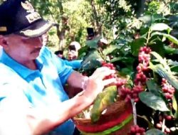 Kopi Arabika Tembus Pasar Ekspor, Ini Harapan Bupati kepada Petani Kopi yang ada di Situbondo