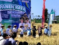 Pemkab Situbondo Perkuat Posisi Lumbung Pangan Nasional dengan Varietas Padi BK 01 dan 02 Agritan