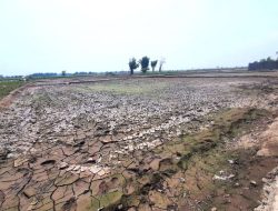 Babinsa Koramil Panarukan Bersama PPL dan Gapoktan Ubah Lahan Terbengkalai Jadi Sawah Produktif