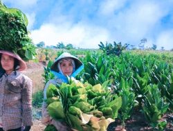 Ekonomi Petani Madura Terangkat Berkat Perusahaan Rokok Lokal