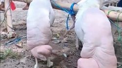 Kontes Domba Sapudi 2025, Bukti Potensi Besar Peternakan Kepulauan 3 PSPS