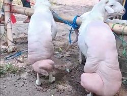 Kontes Domba Sapudi 2025, Bukti Potensi Besar Peternakan Kepulauan