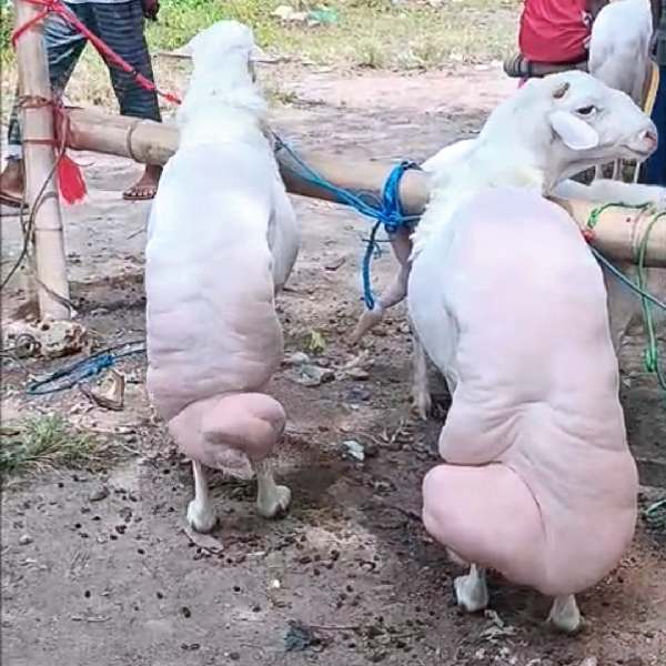 Kontes Domba Sapudi 2025, Bukti Potensi Besar Peternakan Kepulauan 1 Domba Sapudi